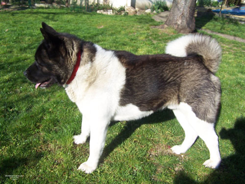 Baxter du Clos de Jos