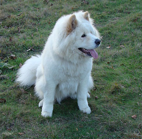 Dilma du Clos de Jos