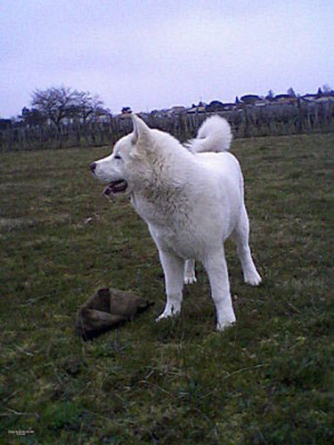 Dyna du Clos de Jos